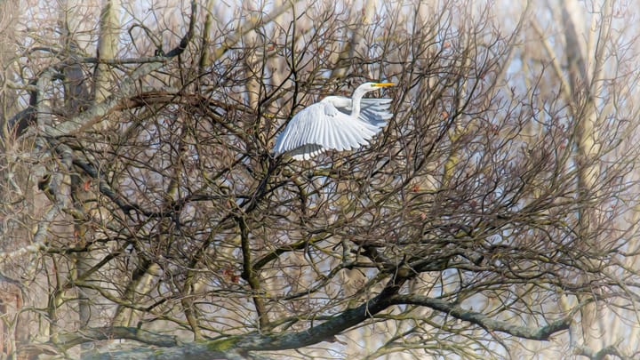 Winterse natuurbeelden