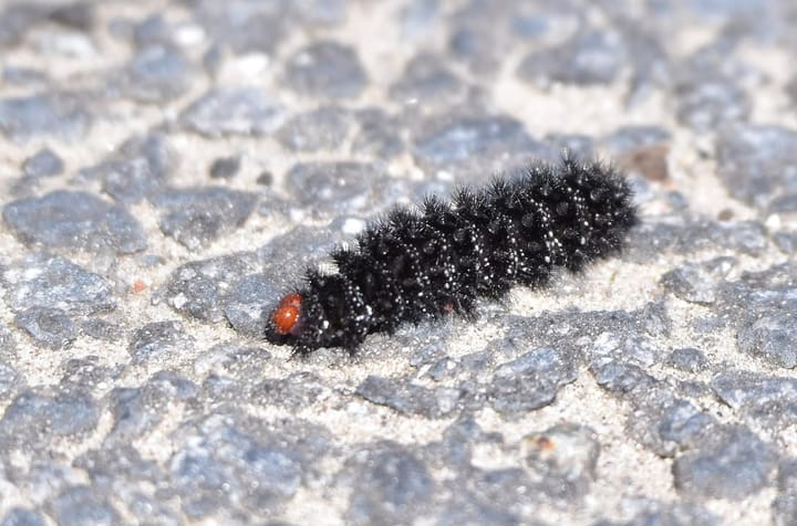 Rups van veldparelmoervlinder gespot