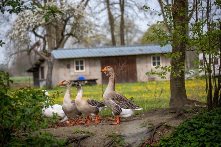 Dieren en lentegroen in Lommelse natuur tijdens paasvakantie